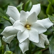 Frost Proof Gardenia Bush (2.5 Quart) Blooming Evergreen Shrub with Fragrant White Flowers